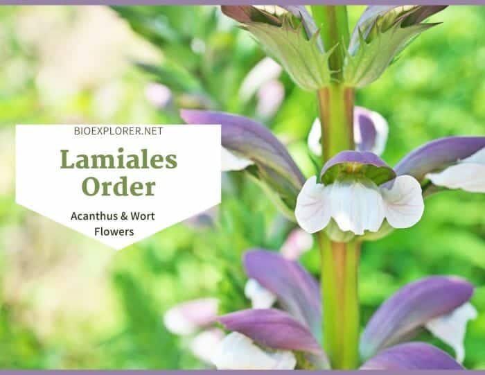 Order Lamiales / Acanthus & Mint Flowers