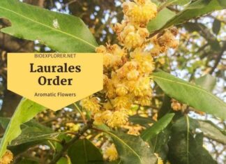 Order Laurales / Aromatic Oil Flowers