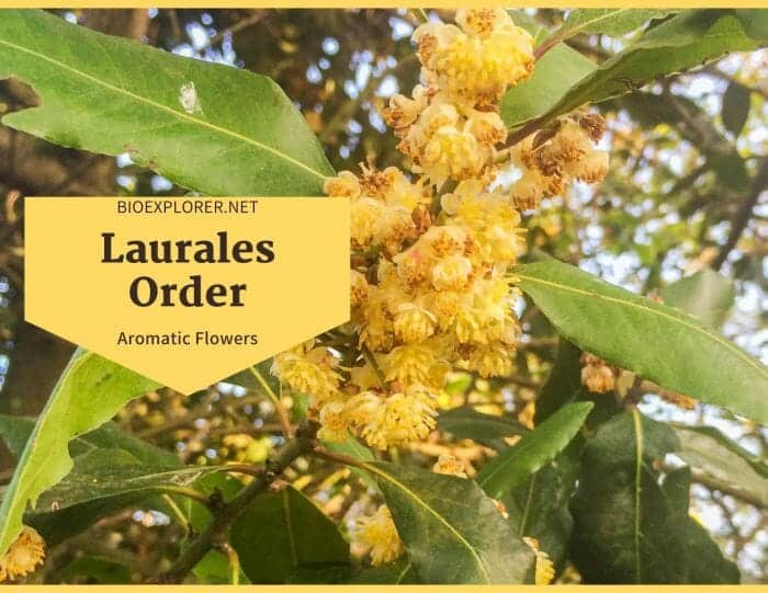 Order Laurales / Aromatic Oil Flowers