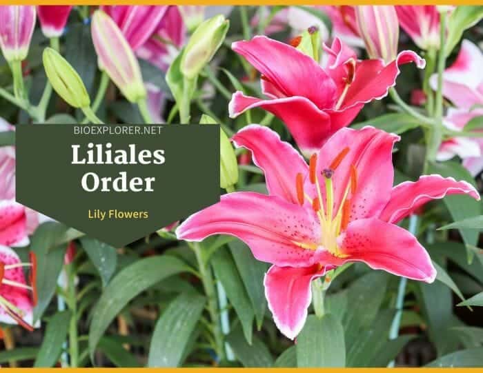 Order Liliales / Lily Flowers