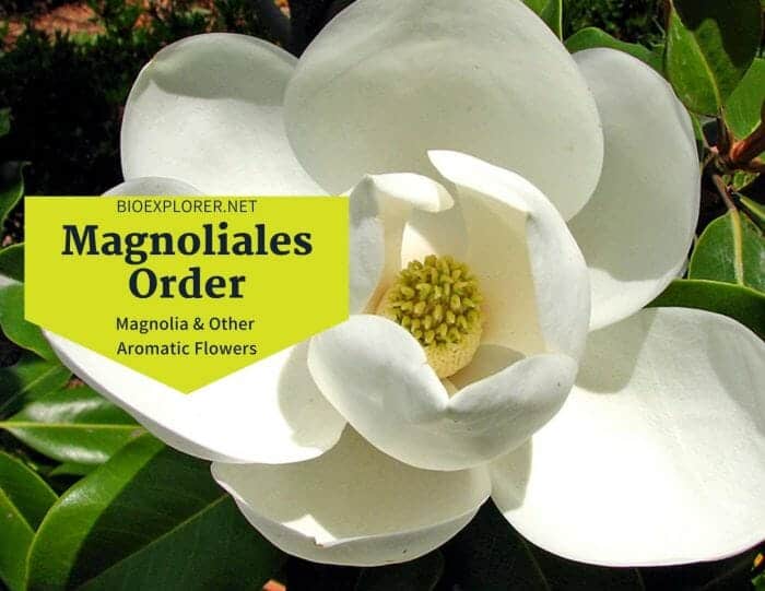 Order Magnoliales / Magnolia & Other Aromatic Flowers