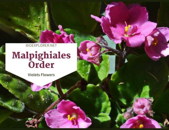 Order Malpighiales / Violets Flowers