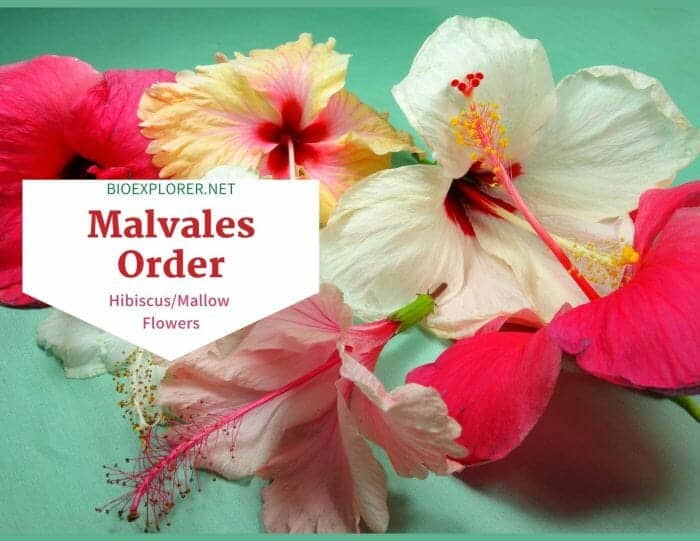 Order Malvales / Hibiscus & Mallow Flowers
