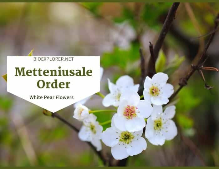 Order Metteniusales / White Pear Blossoms