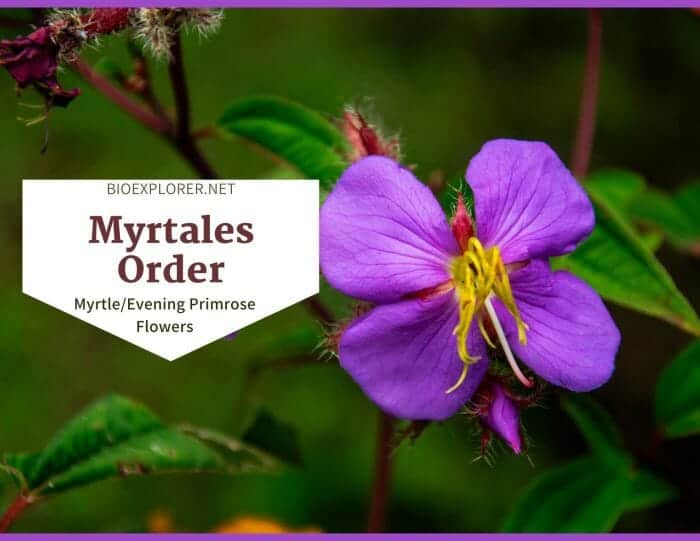 Order Myrtales / Myrtle Flowers