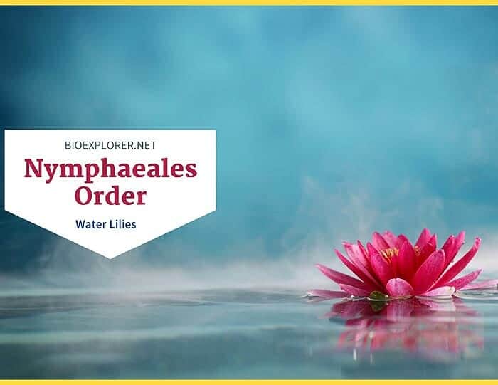 Order Nymphaeales / Water Lilies