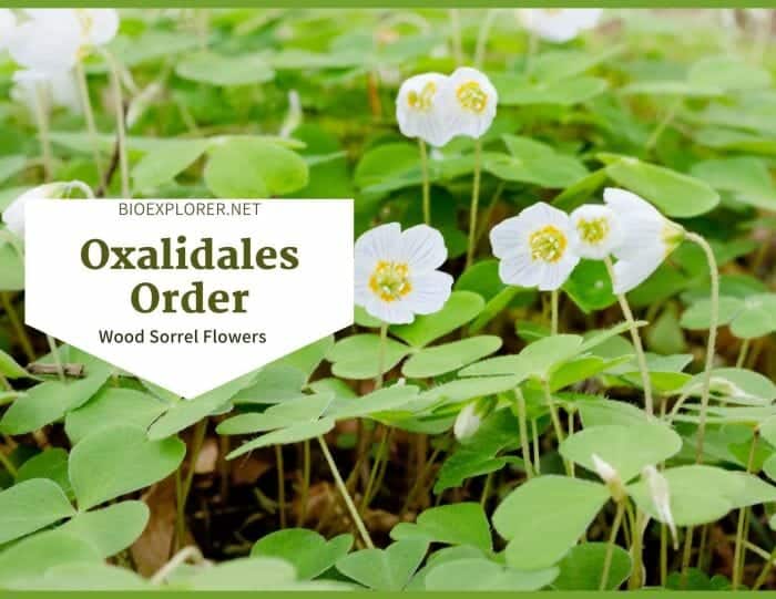 Order Oxalidales / Wood Sorrel Flowers