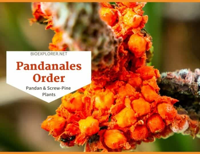 Order Pandanales / Pandan & Screw-Pine Plants