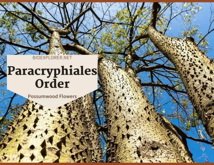 Order Paracryphiales / Possumwood & Tawheowheo Flowers