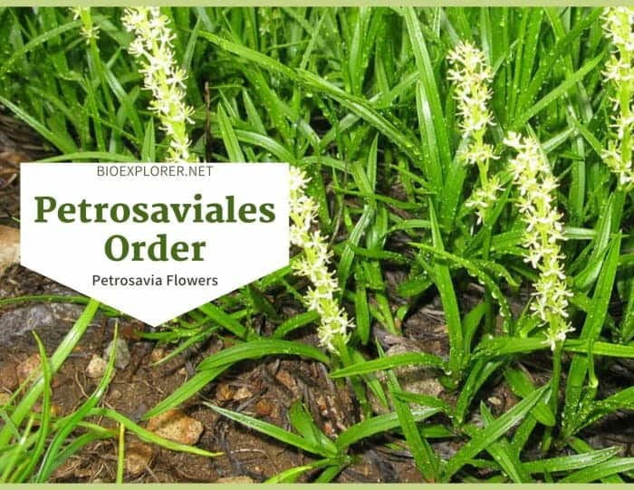 Order Petrosaviales / Petrosavia Flowers