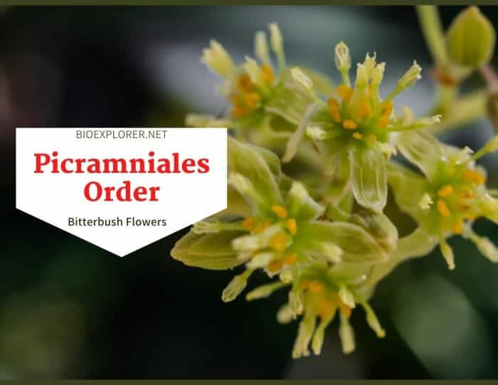 Order Picramniales / Bitterbush Flowers