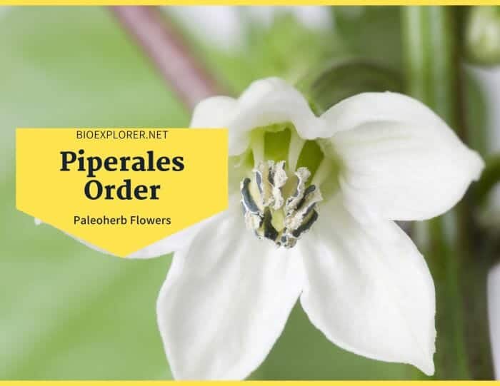 Order Piperales / Paleoherb Spicy Fragrant Flowers