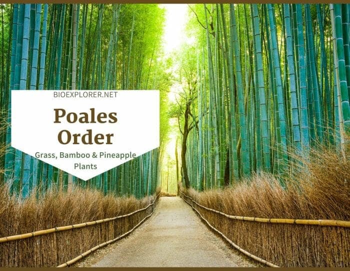 Order Poales / Grass, Bamboo and Pineapple