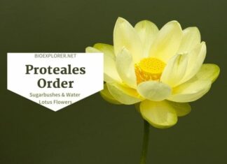 Order Proteales / Sugar-bushes & Water Lotus Flowers