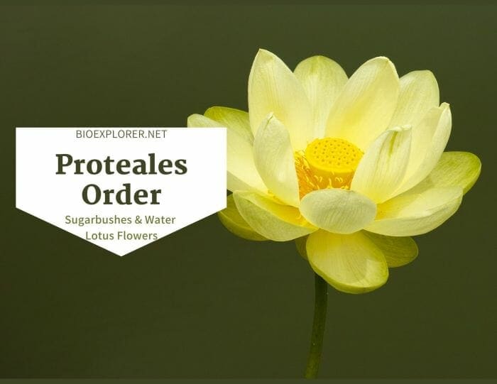 Order Proteales / Sugar-bushes & Water Lotus Flowers