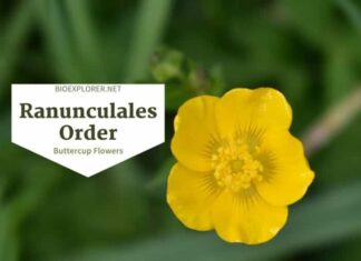 Order Ranunculales / Buttercup, Barberry & Poppy Flowers