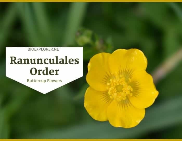 Order Ranunculales / Buttercup, Barberry & Poppy Flowers
