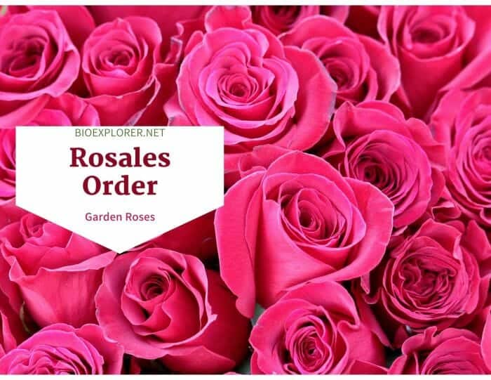 Order Rosales / Garden Roses, Apples, Strawberries