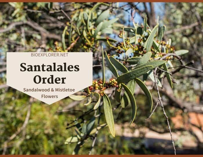 Order Santalales / Sandalwood & Mistletoe Flowers