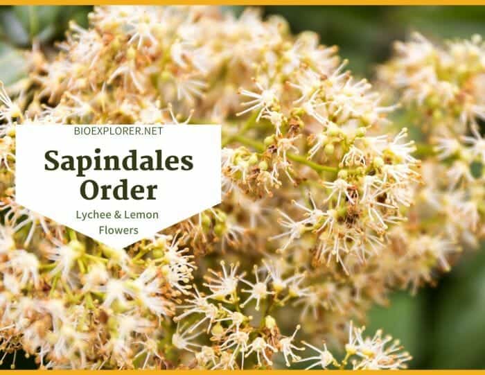 Order Sapindales / Lychee and Lemon Flowers