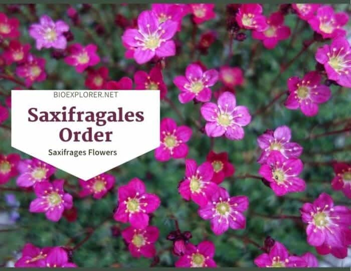 Order Saxifragales / Saxifrages Flowers