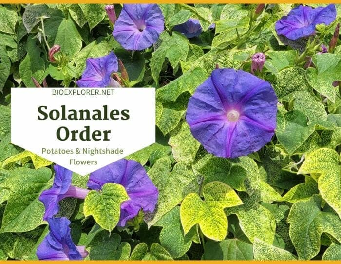 Order Solanales / Potatoes & Nightshade Flowers