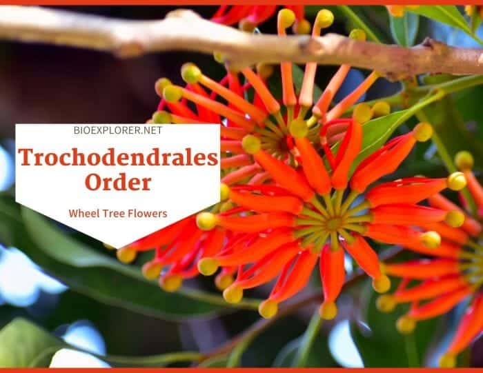 Order Trochodendrales / Wheel Tree Flowers