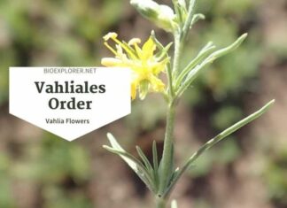 Order Vahliales / Vahlia Flowering Plants