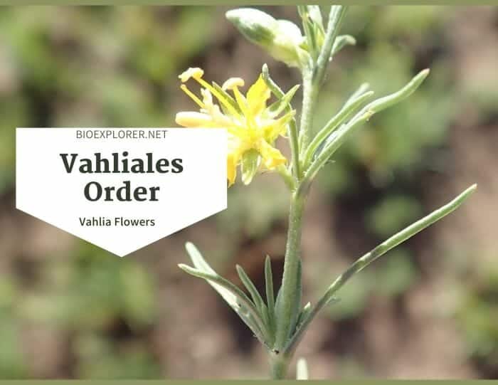 Order Vahliales / Vahlia Flowering Plants