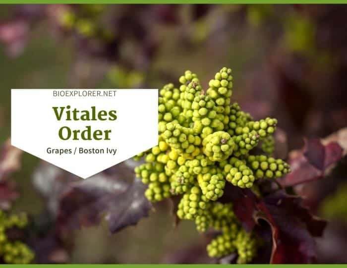Order Vitales / Grapes & Boston Ivy Flowers