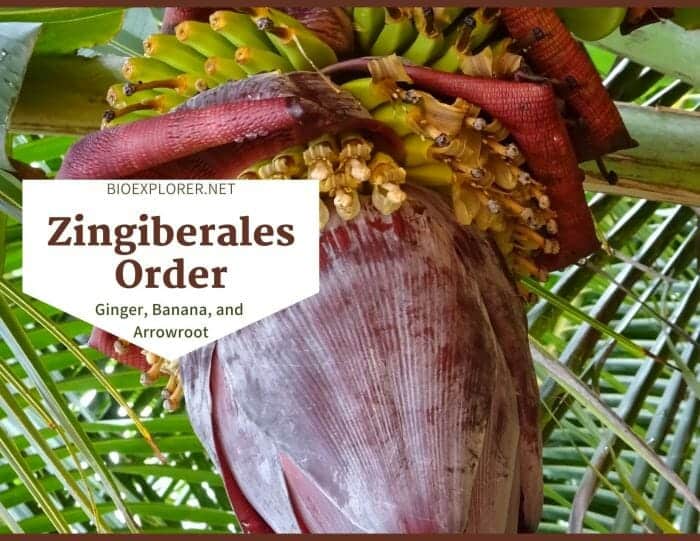 Order Zingiberales / Ginger, Orchidantha & Banana Plants