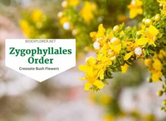 Order Zygophyllales / Creosote Bush Flowers