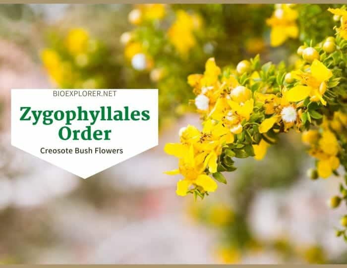 Order Zygophyllales / Creosote Bush Flowers