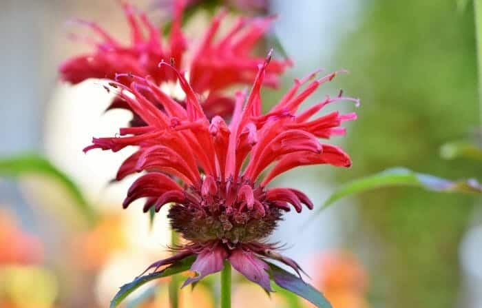 Orobanche Flowers Orobanche Flowers