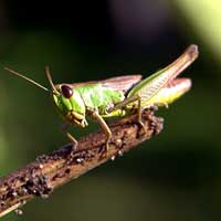 Orthopterology (Grasshoppers)