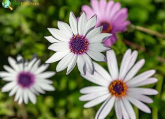 Osteospermum