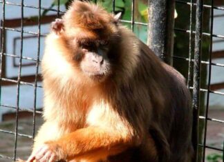 Pagai Island Macaque