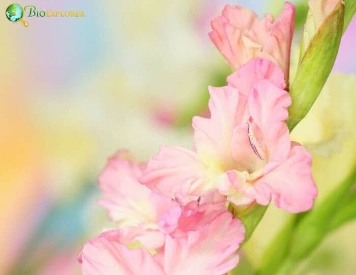 Pale Pink Gladiolus Flowers Pale Pink Gladiolus Flowers