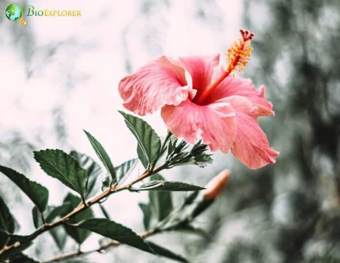 Pale Red Hibiscus Flower Pale Red Hibiscus Flower