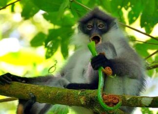 Pale-Thighed Langur