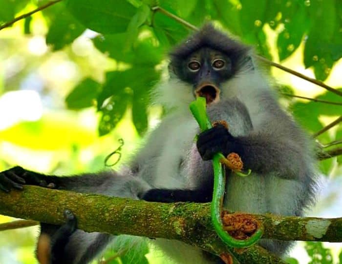 Pale-Thighed Langur