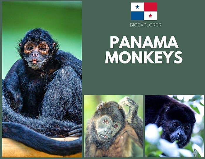 Panamian Monkeys