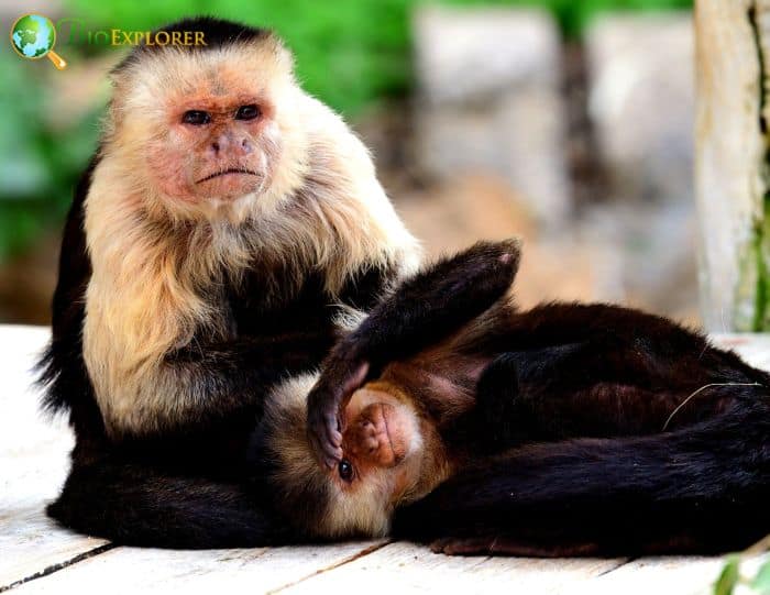 Panamanian White-faced Capuchin