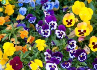 Pansy