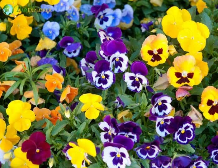 Pansy
