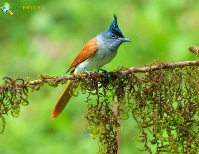 paradise flycatcher paradise flycatcher