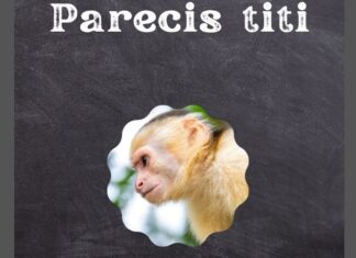 Parecis Titi