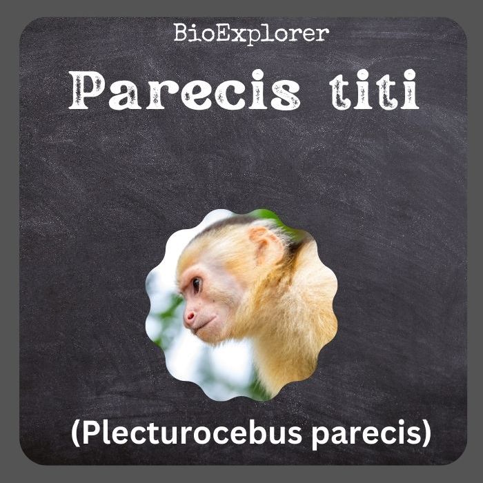 Parecis Titi