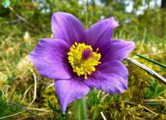 Pasque flower