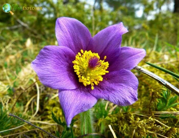 Pasque flower